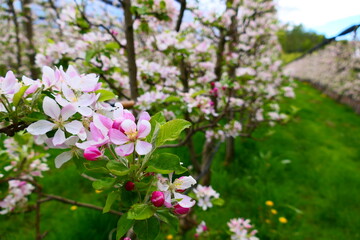 Apfelblüte in der steirischen Apfelstraße (3)