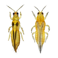 Thrips are minute, slender insect pests of fruit trees. Chaetanaphothrips orchidii and Scirtothrips citri. Isolated on a white background
