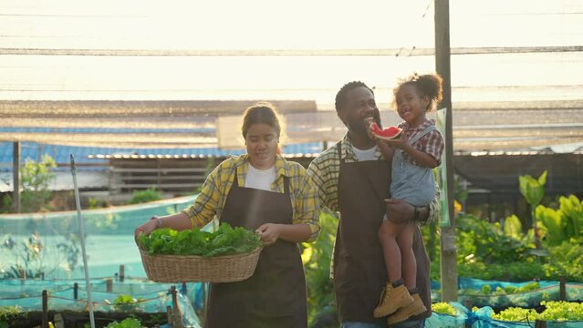 Organic vegetable gardening family helping to collect vegetables in the vegetable garden, organic food concept, family relationship
