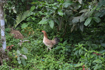 The chickens are in the yard and the rice fields are very fresh in the countryside
