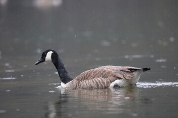 canada goose on a lake in the water