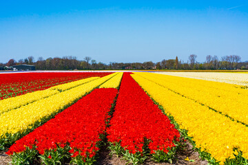 Fields with colorful tulips in Lisse, Holland