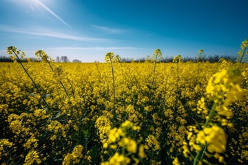 Obraz premium A stunning image of a vast field of bloomed colza against a clear blue sky, representing the beauty and vibrancy of nature. Ai generated.
