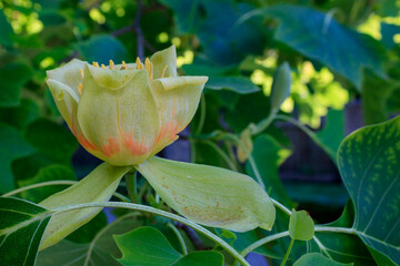 Vibrant Tulip Tree Blossom Close-up