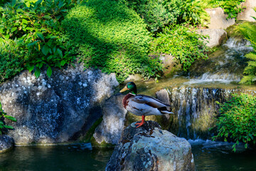 Male Mallard Duck on a rock in water surrounded by green shrubs