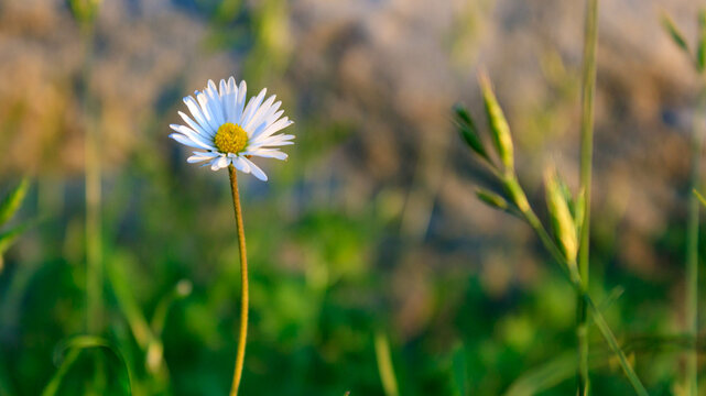 Beautiful Wild Daisy (Bellis sylvestris) Close-up with Soft and Delicate Petals and Defocused Background