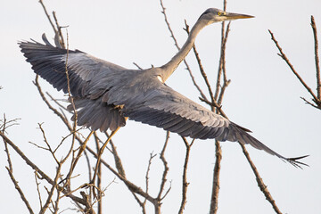 grey heron Ardea cinerea is a common bird in emporda girona catalunya spain