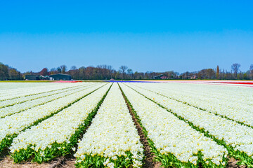 Fields with colorful tulips in Lisse, Holland