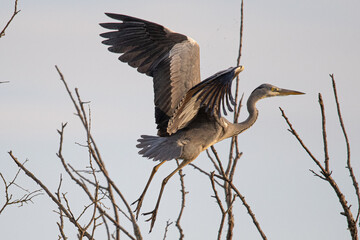 grey heron Ardea cinerea is a common bird in emporda girona catalunya spain