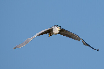 nycticorax nycticorax black-crowned night heron is a common bird in emporda girona catalunya spain