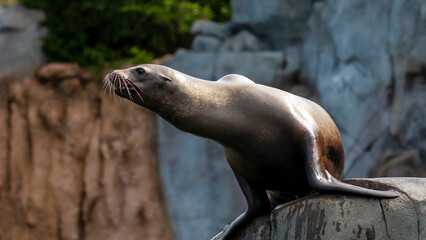 Obraz premium sea lion on the rocks