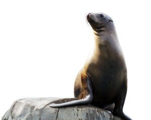 PNG illustration with a transparent background of a sea lion striking a pose on a rock