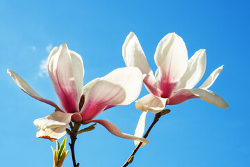 Pink magnolia flowers blooming tree in the wild against the background of snowy mountains. Magnolia stellata, selective focus.