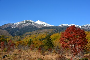 紅葉の乗鞍高原