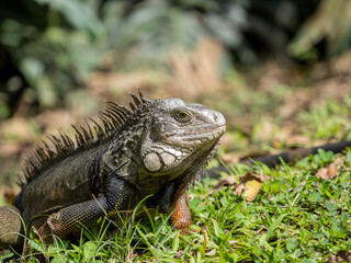 iguana on the ground in the middle of the grass, looking at the camera