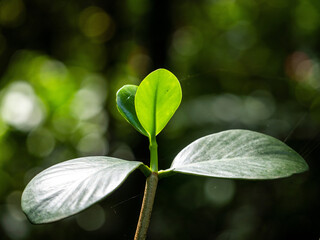 leaves being born, the hope of a new life