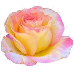 Rosa Peace flower