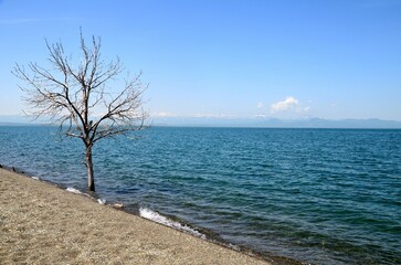 tree at the shore of Lake Sevan, Armenia