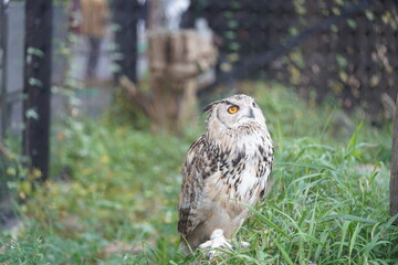 天を仰ぐワシミミズク