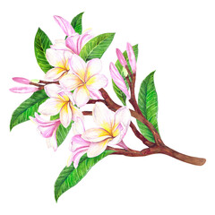 Watercolor illustration branch with green leaves and plumeria flowers isolated on transparent background