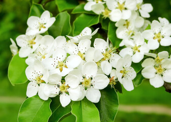 blooming pear flowers on a background of green leaves