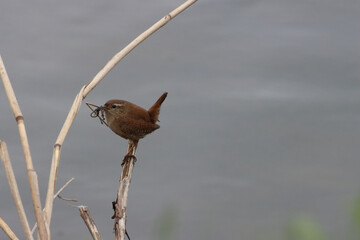 A beautiful animal portrait of a songbird in the forest during the summer months