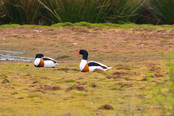 A beautiful Shelduck that has landed at the edge of a lake