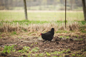 Chickens on a small farm in the country. Small scale poultry farming in Ontario, Canada.