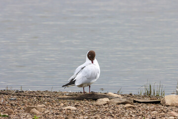 A beautiful animal portrait of a Mediterranean Gull on a lake