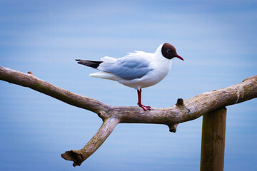A beautiful animal portrait of a Mediterranean Gull on a lake