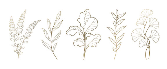 Golden line leaves  of beautiful plants, leaves, lavender. Vector illustration .	