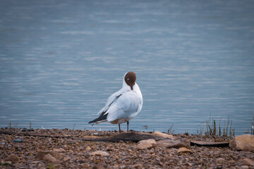 A beautiful animal portrait of a Mediterranean Gull on a lake