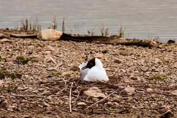 Obraz premium A beautiful animal portrait of a Mediterranean Gull on a lake