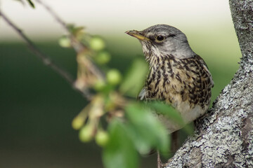 bird on a branch