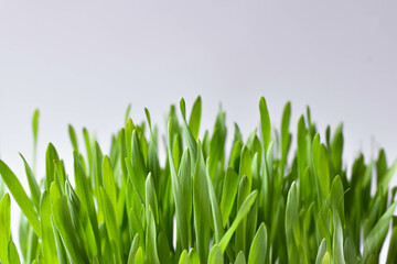 Isolated cat grass or wheat grass in a small container. Young sprouted grass for indoor cats to enjoy, eat, nibble or graze on. Wheat, oat or barley seeds. White background. Selective focus.