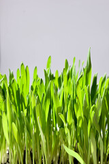 Fototapeta na wymiar Isolated cat grass or wheat grass in a small container. Young sprouted grass for indoor cats to enjoy, eat, nibble or graze on. Wheat, oat or barley seeds. White background. Selective focus.