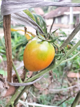 Tomato garden in the yard of the house, ripe tomatoes are ready to wait for the harvest.