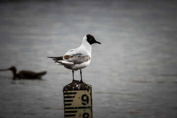 animal, background, beak, beautiful, beauty, behaviour, bird, black face, blue, body part, calm, colors, cute, different, feathers, glide, immigrant, lake, mediterranean gull, nature, outdoor, outdoor
