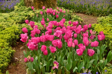 field of pink tulips