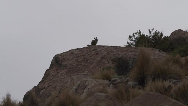 Viscacha sitting between rocks in the Andes in Chile.