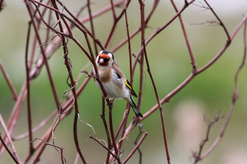 A beautiful animal portrait of a Gold Finch bird perched on a tree
