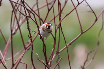 A beautiful animal portrait of a Gold Finch bird perched on a tree