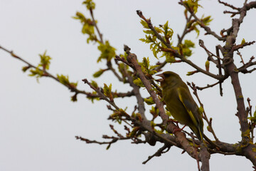 A beautiful animal portrait of a Goldfinch bird perched on a tree
