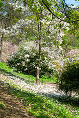 Magnolia bloom. Magnolia tree in the botanical garden. Crumbling white magnolia