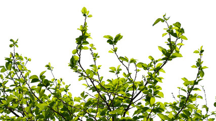 Green tree branch isolated on white background