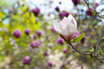Magnolia bloom. White magnolia flowers on the branches close-up. Magnolia trees in the botanical garden. Selective focus. Natural background