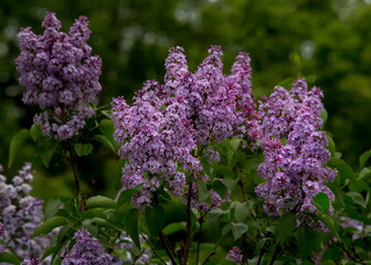 Russia. South of Western Siberia, Kuznetsk Alatau. Blooming lilac in the city park of the district center.