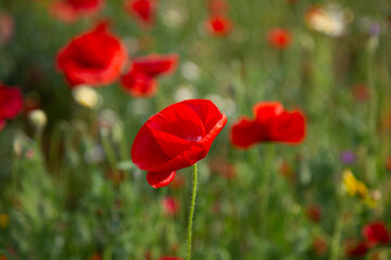 red poppy flowers in field