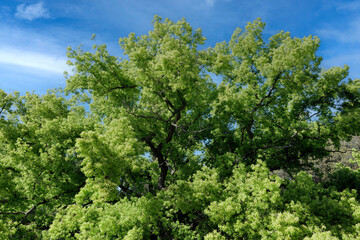 Fronde dell'albero di canfora - dettaglio