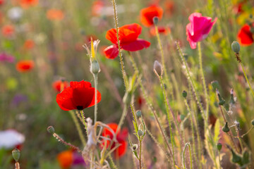 Obraz premium poppies in the field in a sunny day of spring